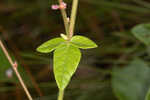 Florida ticktrefoil